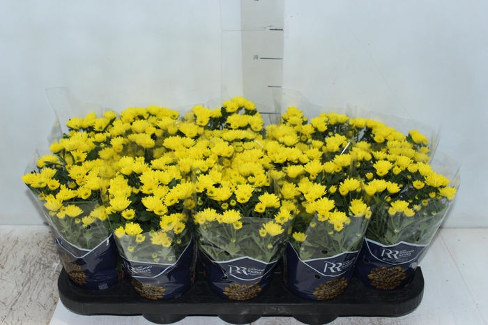 <h4>CRISANTEMO MINI P11 AMARELO</h4>