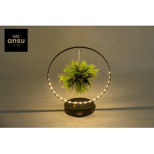 Tillandsia Christmas Edition - ZWART