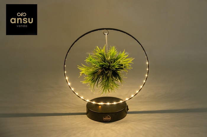 <h4>Tillandsia Christmas Edition - ZWART</h4>