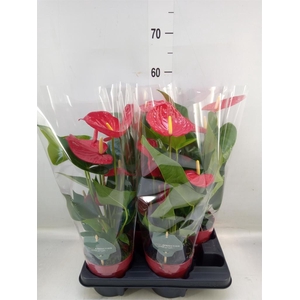 Anthurium andr. 'Minnesota'