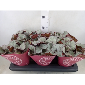Begonia BD 'Hawaiian Silver'