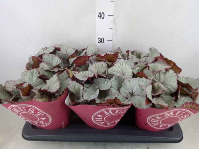 <h4>Begonia BD 'Hawaiian Silver'</h4>