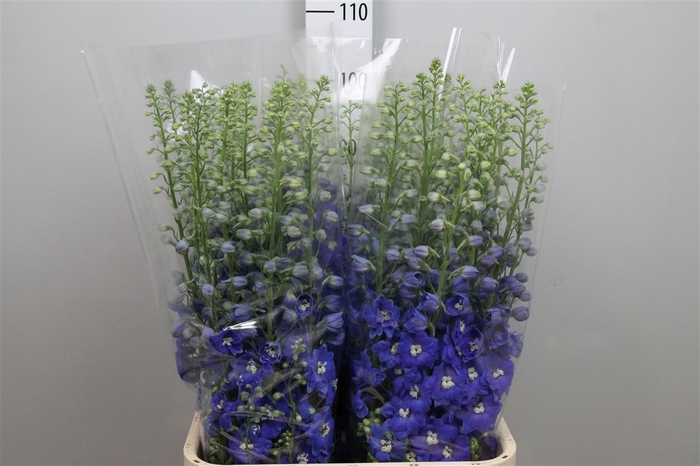 <h4>Delph Du C Blue Shades</h4>