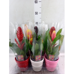 Vriesea   ...mix 6