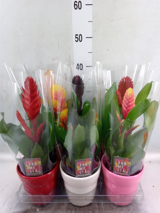 <h4>Vriesea   ...mix 6</h4>