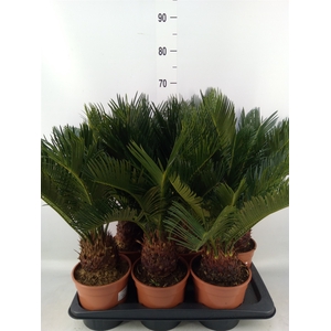 Cycas revoluta