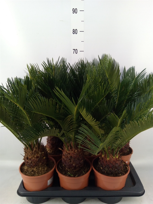 <h4>Cycas revoluta</h4>