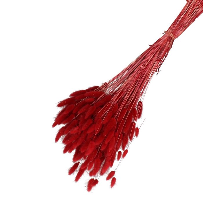 <h4>Droogbloem Lagurus 65cm 100g</h4>