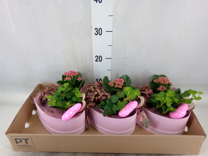 <h4>Arr.   Planten L%</h4>