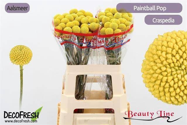 <h4>CRASPEDIA PAINTBALL POP</h4>