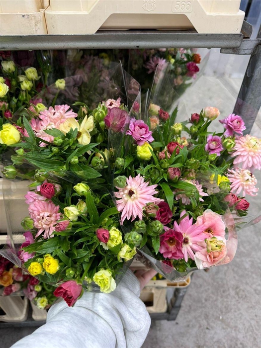 <h4>Ranunculus Butterfly Mix Rainbow</h4>