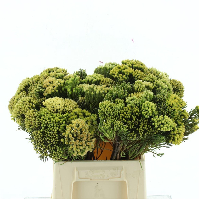 <h4>Kaaps Nebelia</h4>