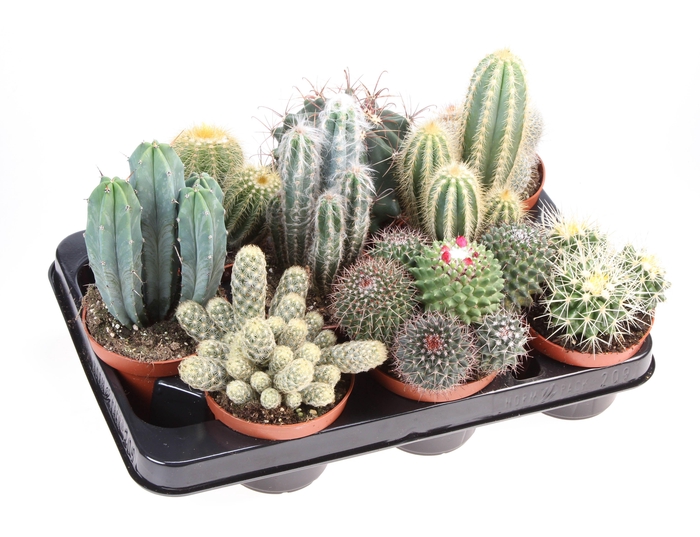 <h4>Cactus mix</h4>