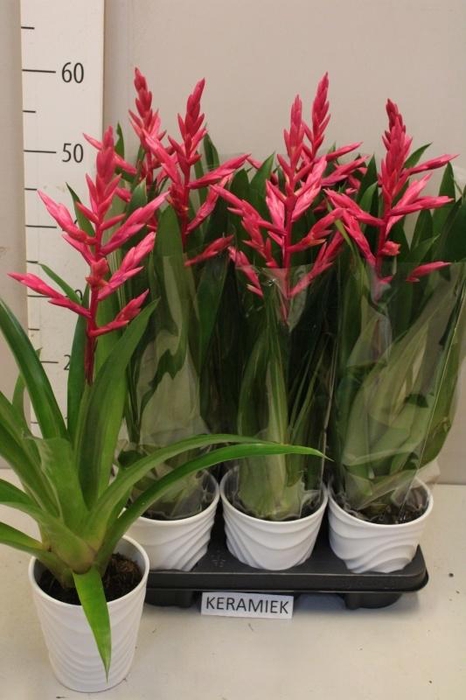 <h4>TILL LEI MORA</h4>