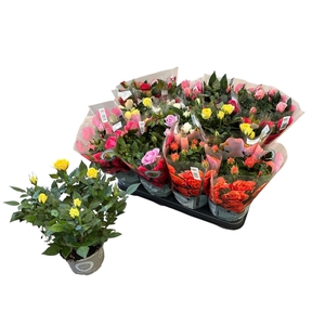 RO KORDANA GEM 5 SRT