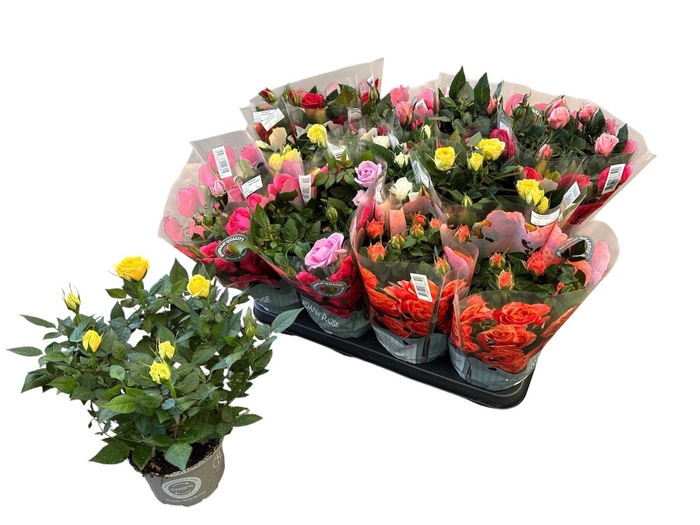 <h4>RO KORDANA GEM 5 SRT</h4>