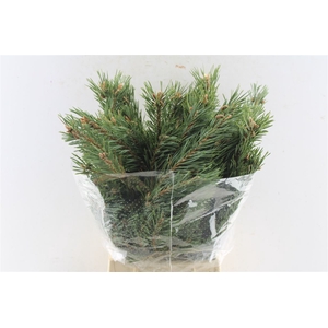 Pinus Mugo 400 Gram