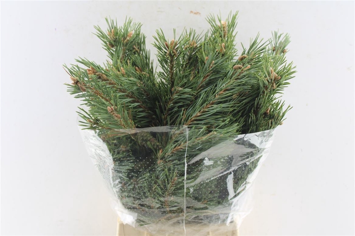 <h4>Pinus Mugo 400 Gram</h4>