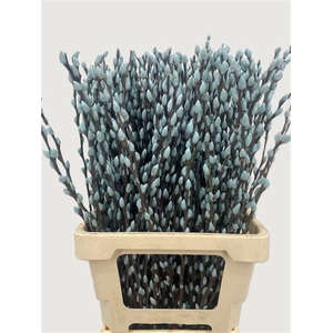 Salix Wilgenkatjes Light Blue 70cm P Stem
