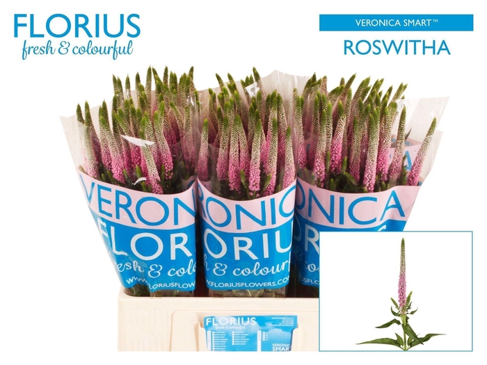 <h4>Veronica 'Clea Roswitha' (pink)</h4>