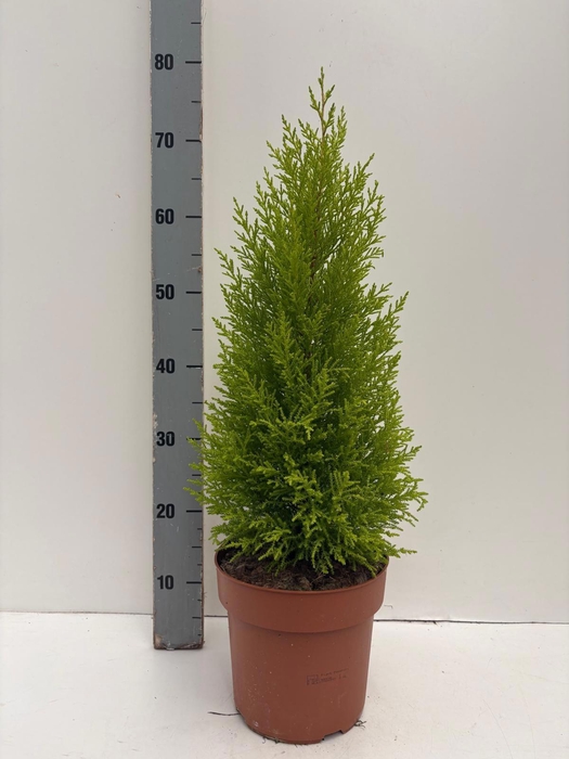 <h4>CUPR MA GOLDC WILMA</h4>