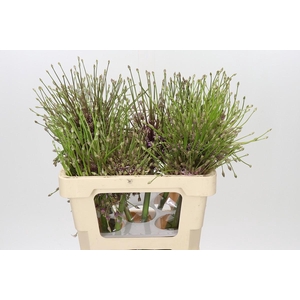 Allium Schubertii