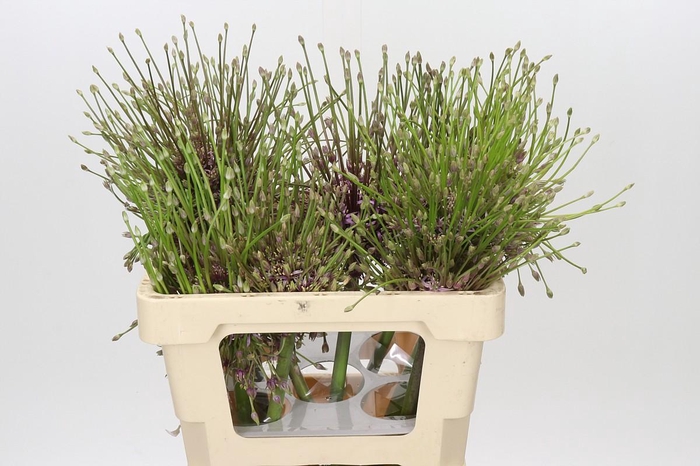 <h4>Allium Schubertii</h4>