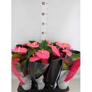 Anthurium andr. 'Colorado'