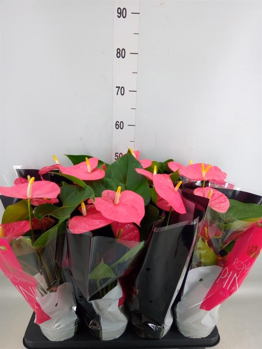 <h4>Anthurium andr. 'Colorado'</h4>