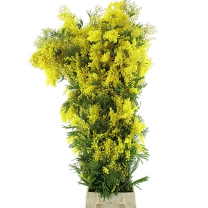 Mimosa Mirandol Pointe Xl P St