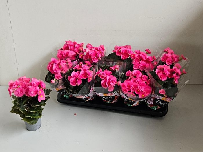 <h4>BEG HL ADONIA PINK</h4>