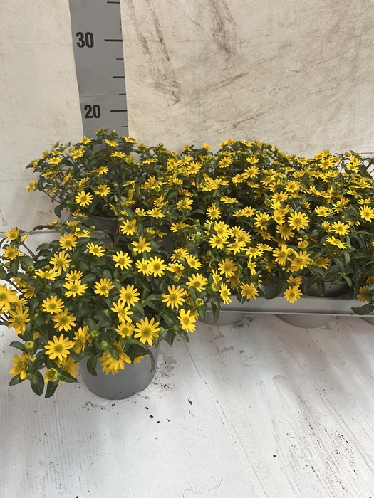 <h4>SANV CUZ COMP YELLOW</h4>