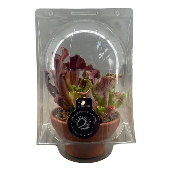 <h4>Sarracenia mix in 16 cm terracotta schaal in blister 2 pp</h4>