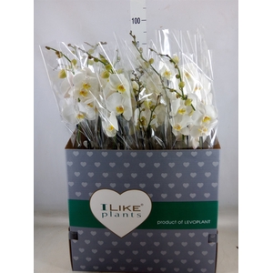 Phalaenopsis   ...white