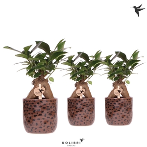 Kolibri Greens Ficus Ginseng Retusa in Leopard pot