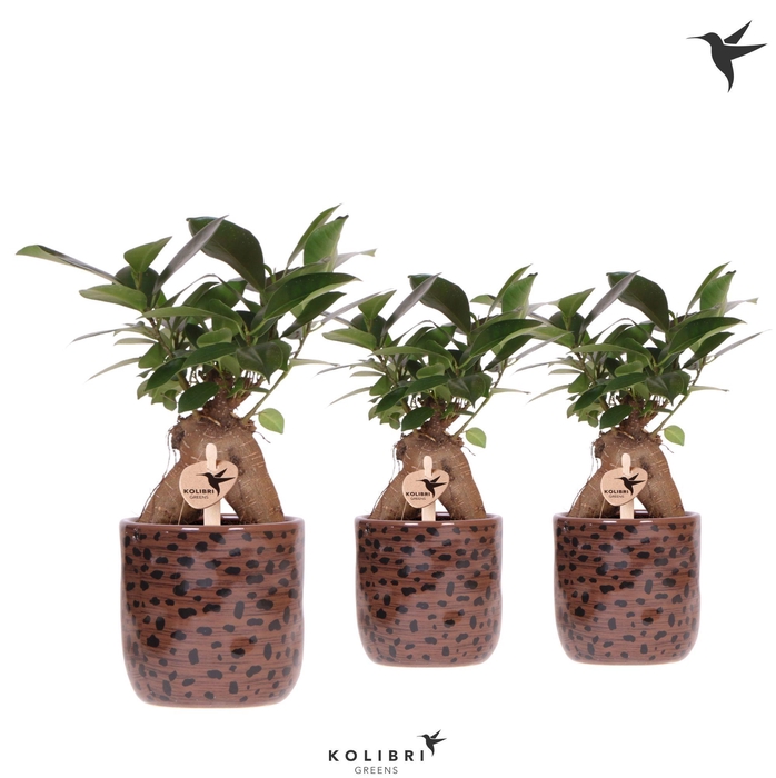 <h4>Kolibri Greens Ficus Ginseng Retusa in Leopard pot</h4>