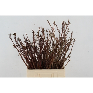 PRUNUS SERRULATA KANZAN 065CM