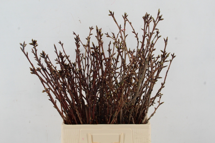 <h4>PRUNUS SERRULATA KANZAN 065CM</h4>