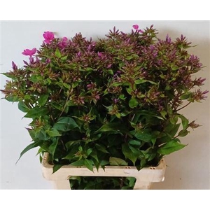 Phlox P Miss Molly