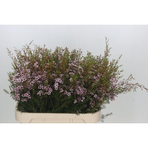 Chamelaucium Early Nir