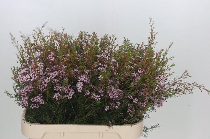 <h4>Chamelaucium Early Nir</h4>