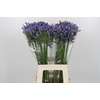 Agapanthus Blue Heaven