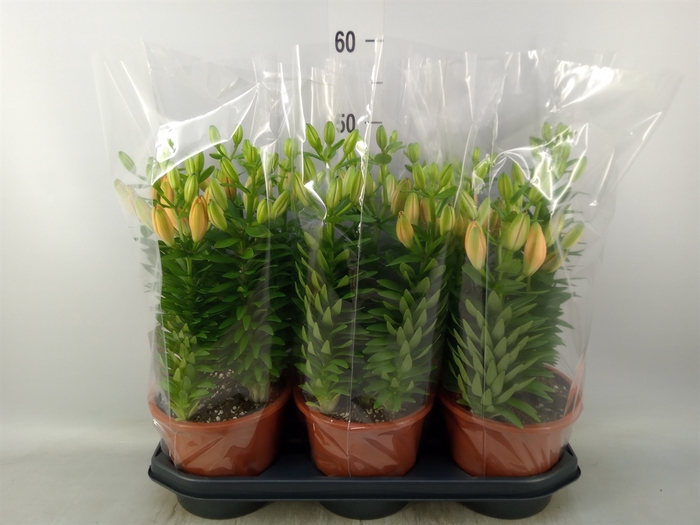<h4>Lilium asia. 'Tiny Double Dutch'</h4>