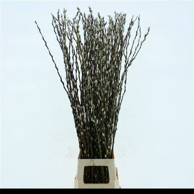 <h4>SALIX CA SNOW FLAKE</h4>