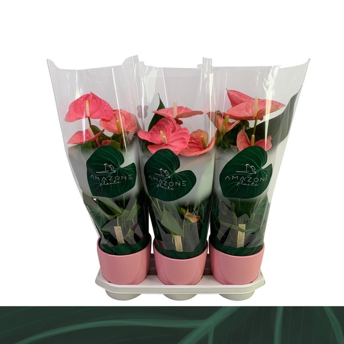 <h4>Anthurium roze keramiek 17cm</h4>