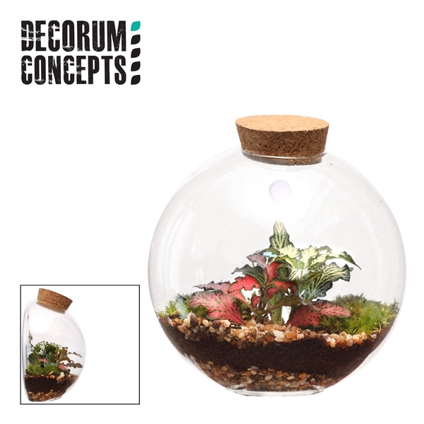 <h4>Terrarium Juno (Decorum concepts)</h4>