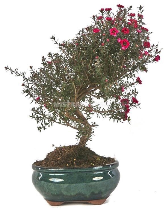 <h4>LEPTO SCOPARIUM</h4>