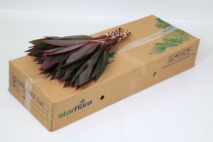 Cordyline Tops Red (air)