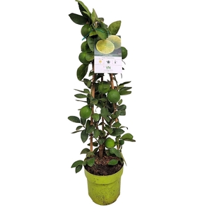 CITR AURANTIIFOLIA
