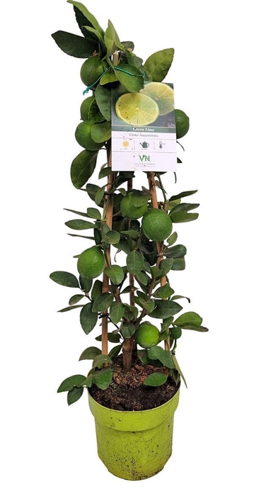 <h4>CITR AURANTIIFOLIA</h4>